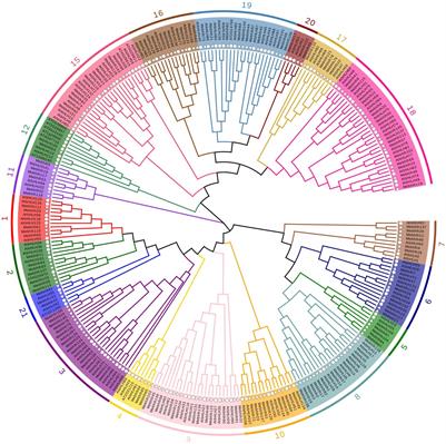 Systematic Analysis of <mark class="highlighted">bHLH Transcription Factors</mark> in Cassava Uncovers Their Roles in Postharvest Physiological Deterioration and Cyanogenic Glycosides Biosynthesis